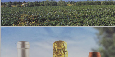 Loncon, Venezia, Italia, ,Tenuta Agricola,Cantine e Vigne,1141