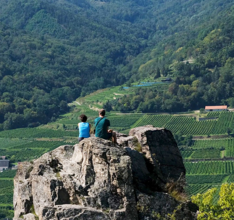 Italia, ,Tenuta Agricola,Cantine e Vigne,1143