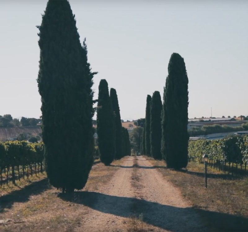 Ariccia, Roma, Italia, ,Tenuta Agricola,Cantine e Vigne,1147