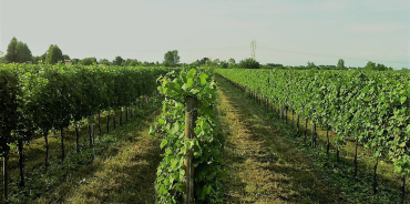 Pocenia, Udine, Italia, ,Tenuta Agricola,Terreni Agricoli,1148