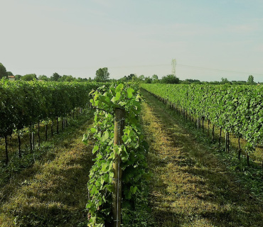 Pocenia, Udine, Italia, ,Tenuta Agricola,Terreni Agricoli,1148