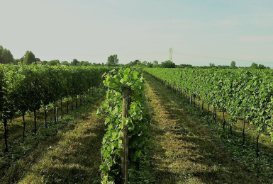 Pocenia, Udine, Italia, ,Tenuta Agricola,Terreni Agricoli,1148