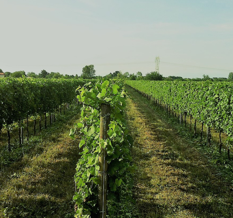 Pocenia, Udine, Italia, ,Tenuta Agricola,Terreni Agricoli,1148