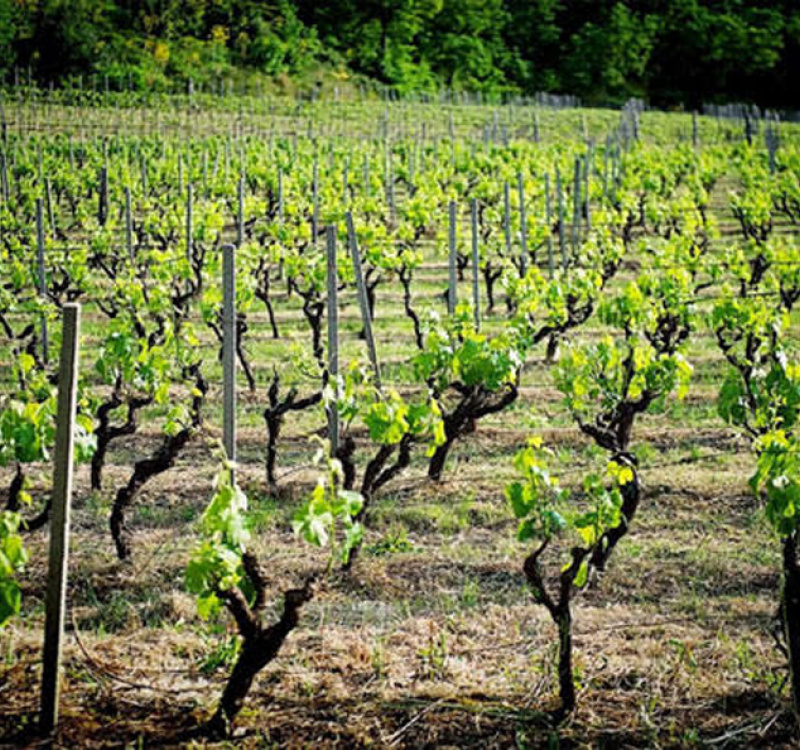 sicilia, Italia, ,Tenuta Agricola,Cantine e Vigne,1151